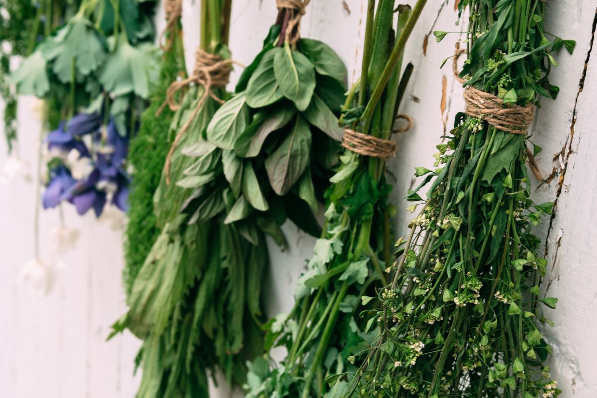 Manjericão: Mais que Sabor, um Potente Anti-inflamatório e Relaxante - inspiração 2