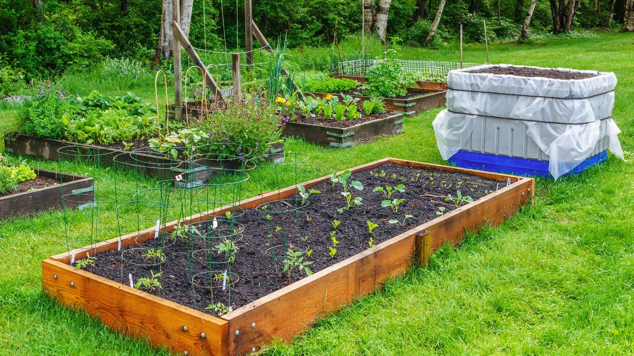 Gengibre: O Poderoso Anti-nausea e Anti-inflamatório Fresco da Sua Horta - inspiração 1