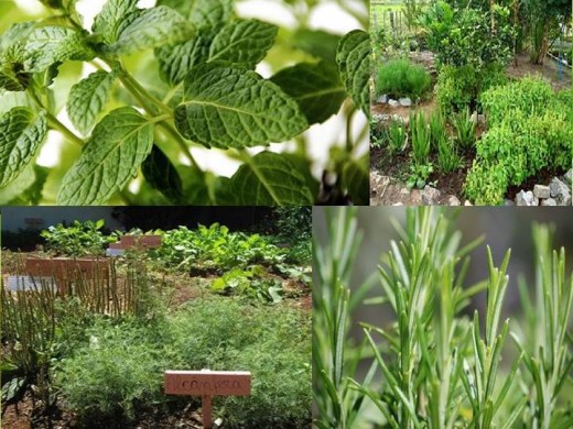 Gengibre: O Poderoso Anti-nausea e Anti-inflamatório Fresco da Sua Horta - inspiração 2