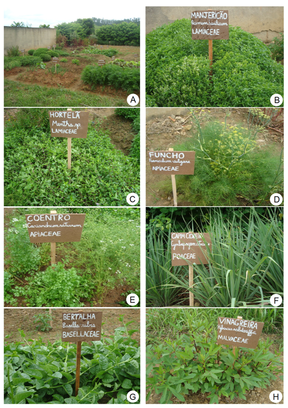 Capim-Limão: A Serenidade Cítrica para Ansiedade e Sono Reparador - inspiração 1