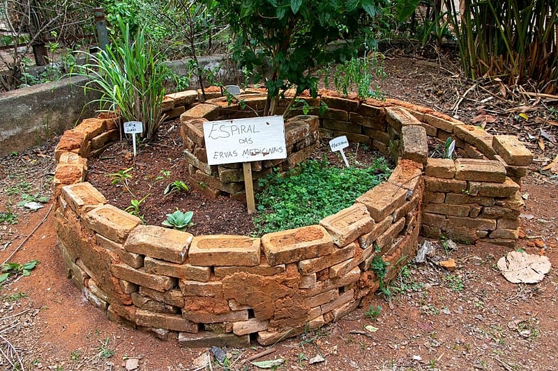 Capim-Limão: A Serenidade Cítrica para Ansiedade e Sono Reparador - inspiração 2