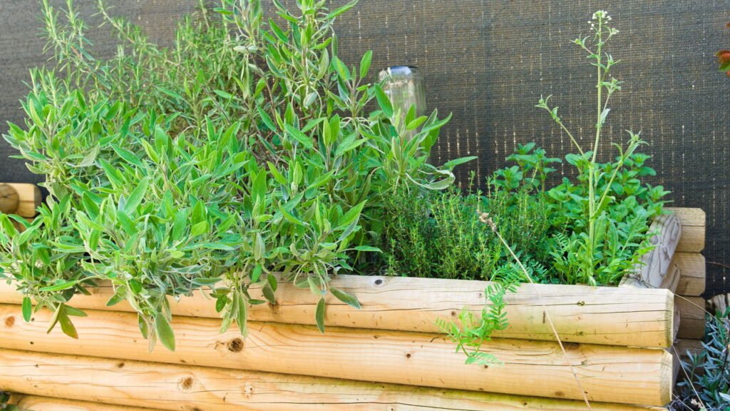 Ervadoce (Anis-Doce): Alívio Digestivo e Aroma Aconchegante - inspiração 1