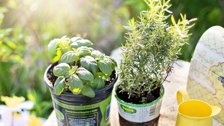 Ervadoce (Anis-Doce): Alívio Digestivo e Aroma Aconchegante - inspiração 2