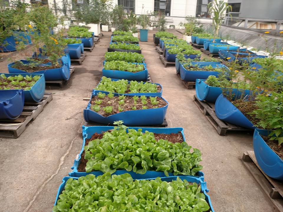 Melissa: O Remédio Suave para o Estresse e Desconfortos - inspiração 1