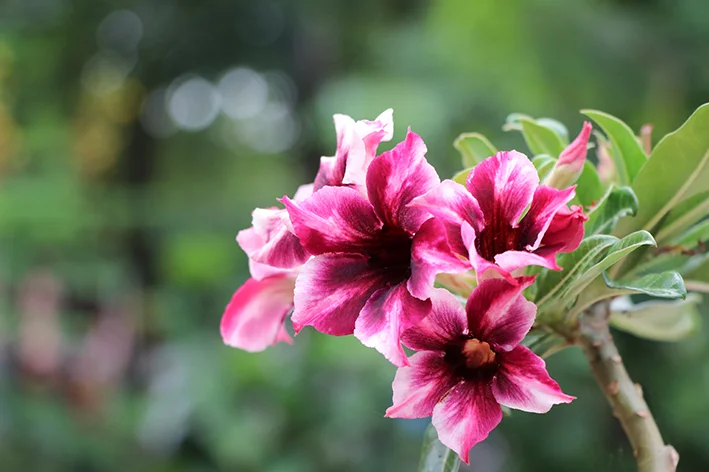 Bougainvillea: A Explosão de Cores que Domina o Verão Brasileiro - inspiração 2