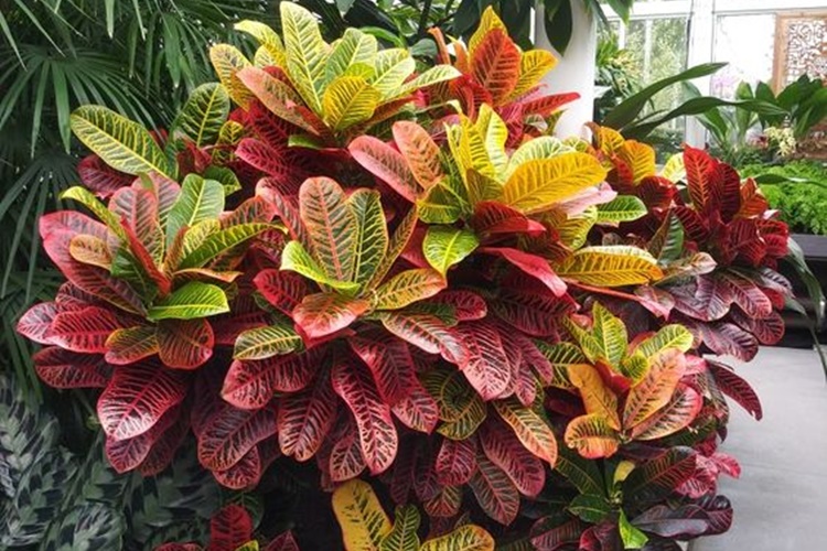 Onze Horas: A Festa de Flores que se Abre com a Luz Solar - inspiração 1