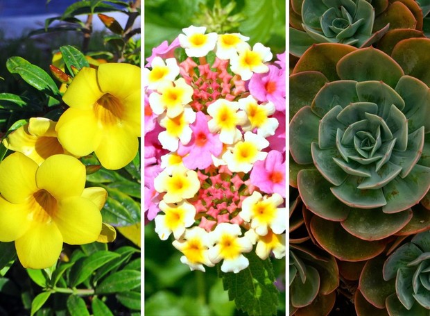Onze Horas: A Festa de Flores que se Abre com a Luz Solar - inspiração 2