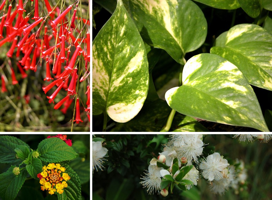 Petúnias: Tapetes Floridos que Iluminam Varandas e Jardins - inspiração 1