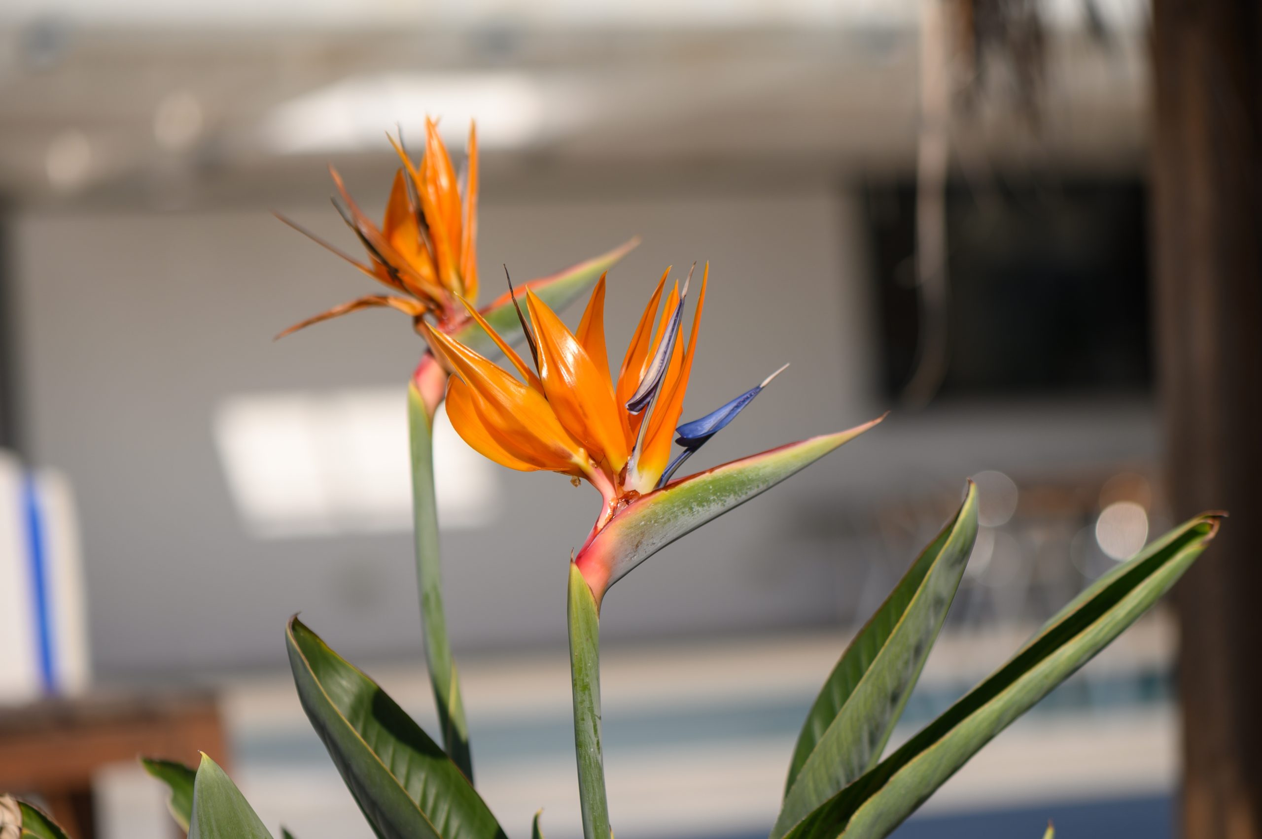 Lírio da Paz (Variedades Resistentes ao Sol): Um Toque de Branco Radiante - inspiração 2