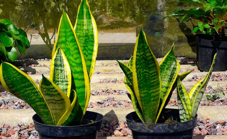 Primaveras: Cascatas de Cor que Adoram o Sol Forte - inspiração 2