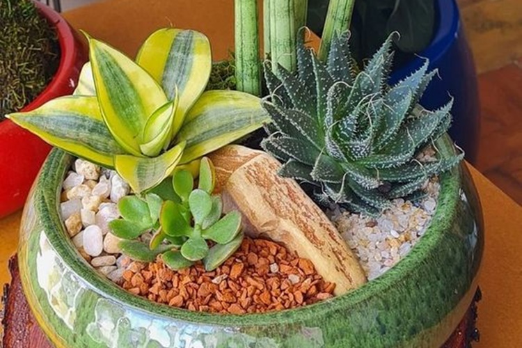 Brinco de Princesa (Variedades Tolerantes ao Sol): Charme Dourado - inspiração 1