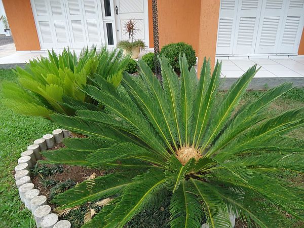 Brinco de Princesa (Variedades Tolerantes ao Sol): Charme Dourado - inspiração 2