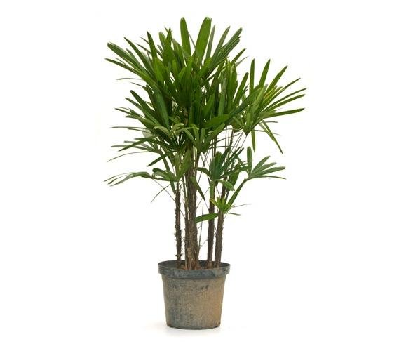 Antúrios e Lírios da Paz: Elegância Com Flores Para Dar Cor - inspiração 2