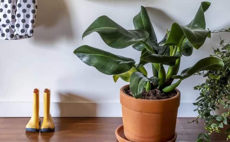 Zamioculcas e Espadas de São Jorge: Resistentes e Ideais Para Iniciantes - inspiração 2