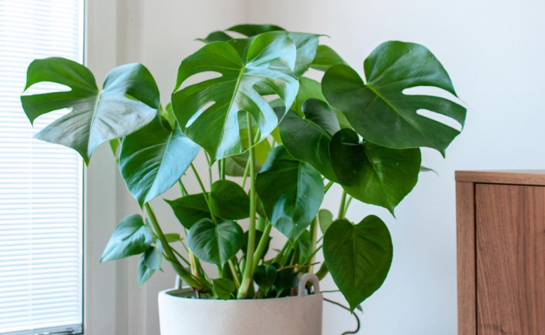 Ervas Aromáticas e Temperos: Beleza Que Perfuma e Serve na Cozinha - inspiração 2