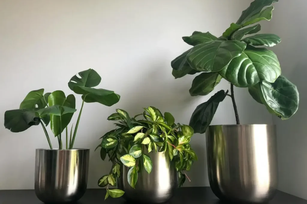 Bromélias: Cores Vibrantes e Formatos Exóticos Para Destaque - inspiração 1