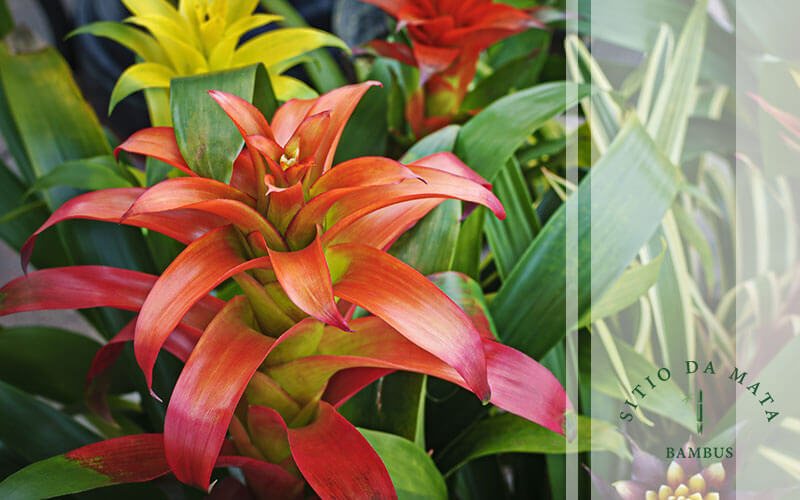 Bromélias: Cores Vibrantes e Formatos Exóticos Para Destaque - inspiração 2