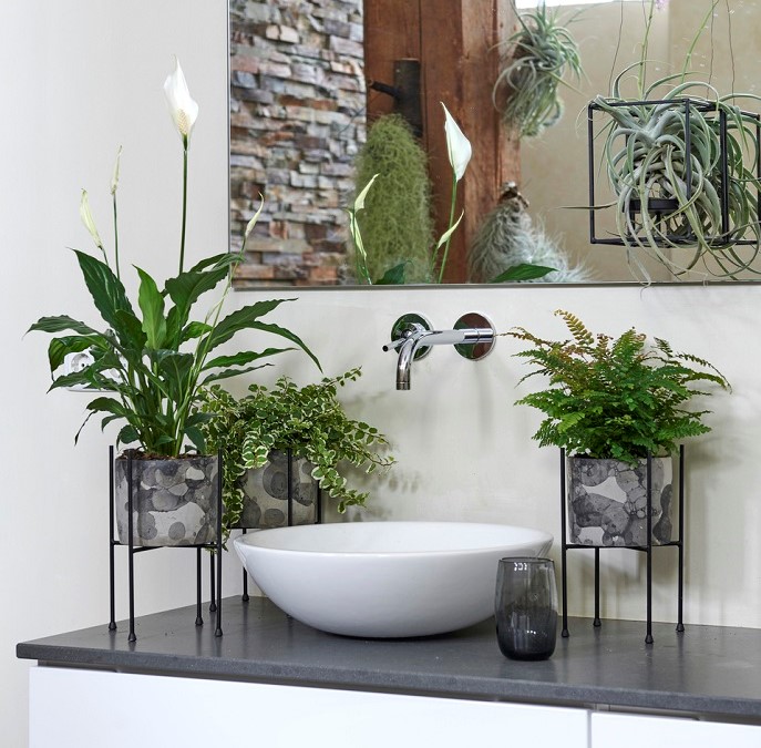 Clorofito: Fácil de Cuidar e Cheio de Charme - inspiração 1