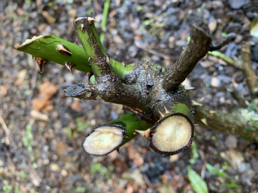 Benefícios de uma Poda Bem Executada para Suas Roseiras - inspiração 1