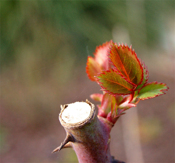 Benefícios de uma Poda Bem Executada para Suas Roseiras - inspiração 2