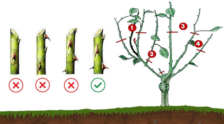 A Poda de Inverno: O Melhor Momento para Preparar Suas Plantas - inspiração 2