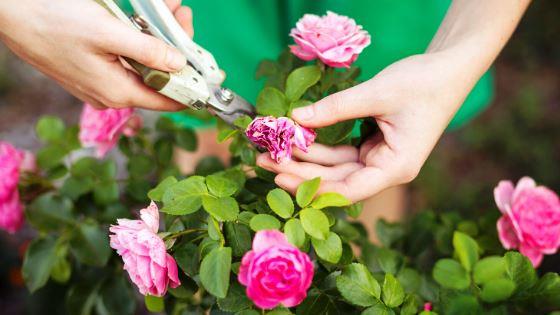 Poda de Verão: Ajustes Finos para Florescerem Mais - inspiração 1
