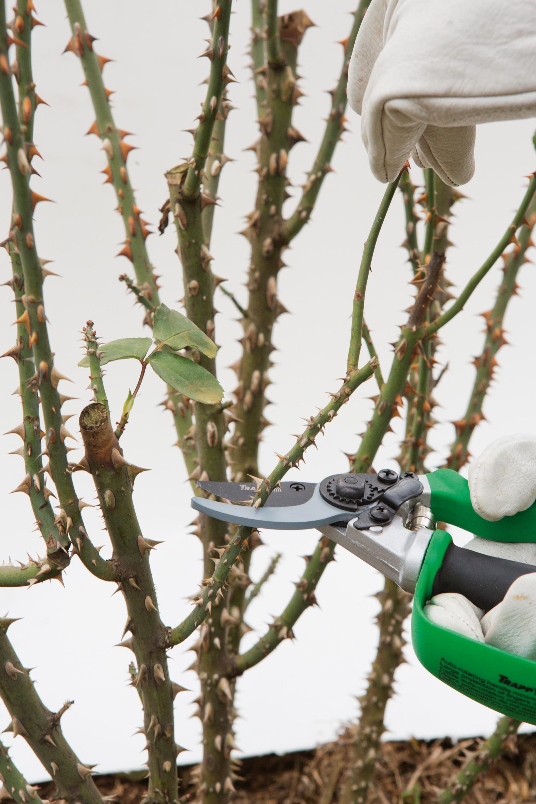 Poda de Verão: Ajustes Finos para Florescerem Mais - inspiração 2