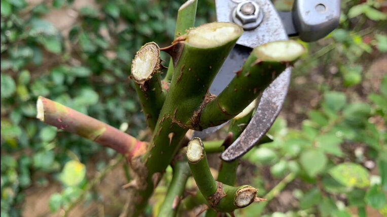 Poda de Flores Murchas: Incentivando Novas Florações - inspiração 2
