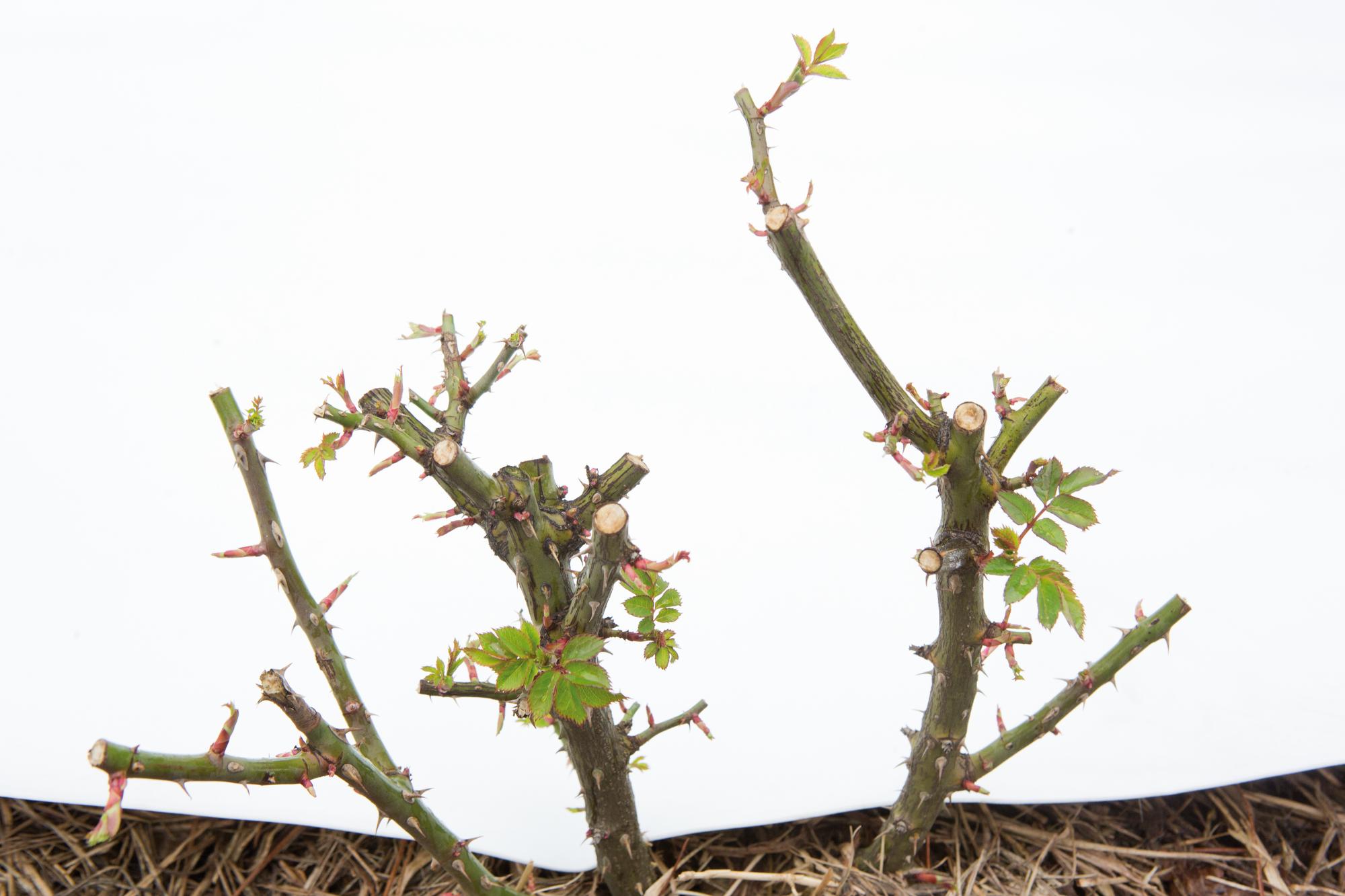 Identificando os Tipos de Roseiras e Suas Necessidades de Poda - inspiração 1