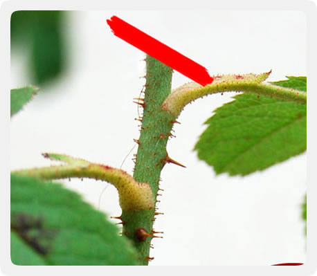 Identificando os Tipos de Roseiras e Suas Necessidades de Poda - inspiração 2