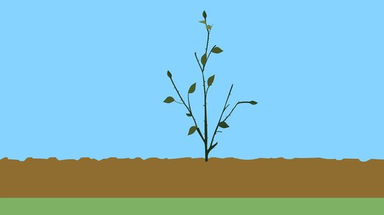 Ferramentas Essenciais para uma Poda Perfeita - inspiração 1