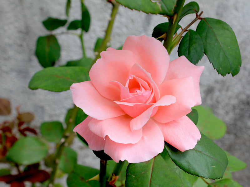 Cuidados Pós-Poda: Protegendo Suas Roseiras - inspiração 2