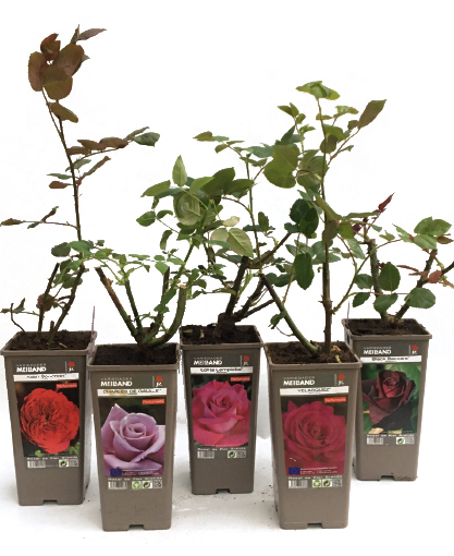 Erros Comuns na Poda e Como Evitá-los - inspiração 2