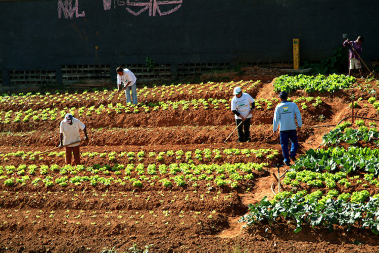 Escolhendo o Local Ideal para Sua Horta - inspiração 2
