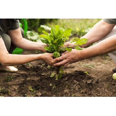 O Papel Essencial da Água na Sua Horta - inspiração 2