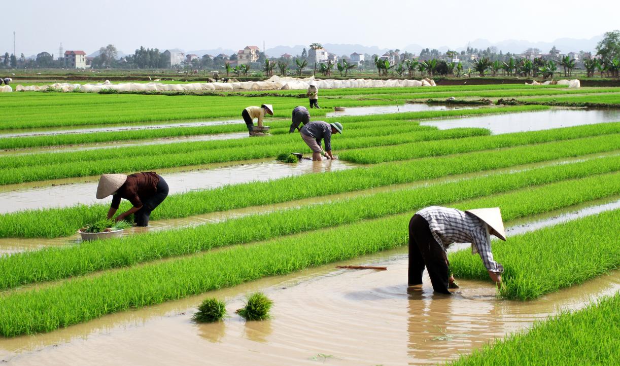 Colheita: O Momento Mais Gostoso - inspiração 2