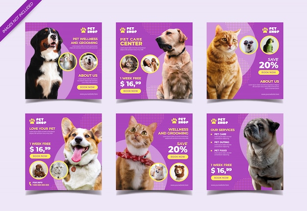 Dicas Rápidas de Cuidados com Pets: Mostrando Expertise - inspiração 2