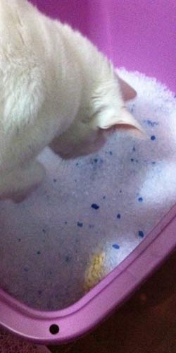 O que fazer se o gato ingerir sílica? - inspiração 2