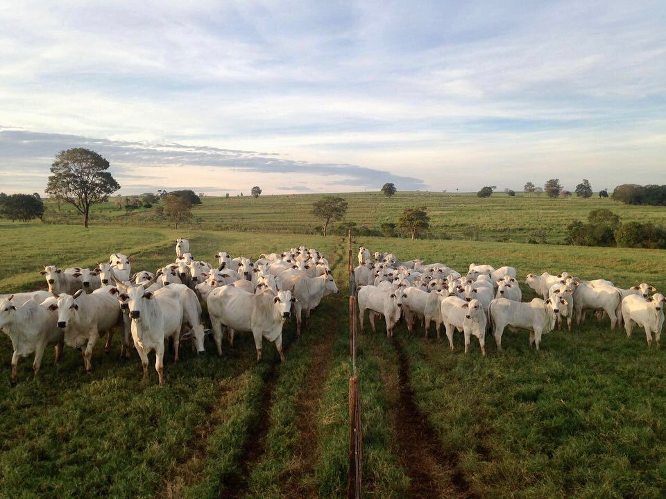 Dicas de Profissional: Evitando Erros Comuns na Conversão. - inspiração 1