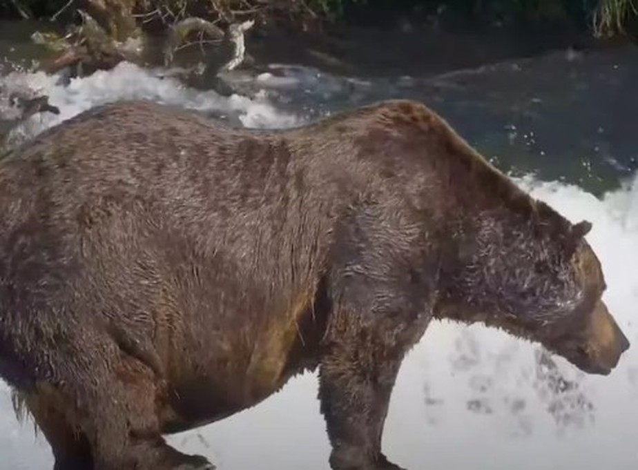 A Influência da Espécie de Urso na Dieta - inspiração 1