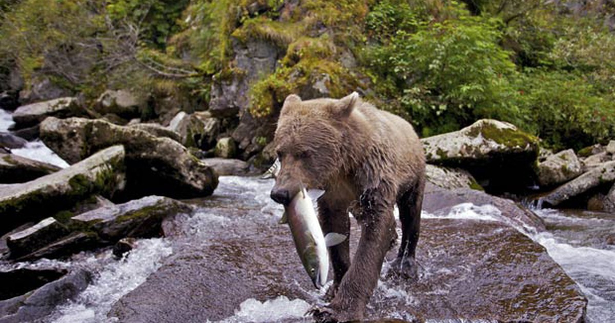 A Estação do Ano Muda o Apetite do Urso? - inspiração 2