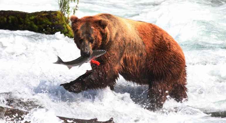 Disponibilidade de Peixes: Um Fator Crucial - inspiração 2