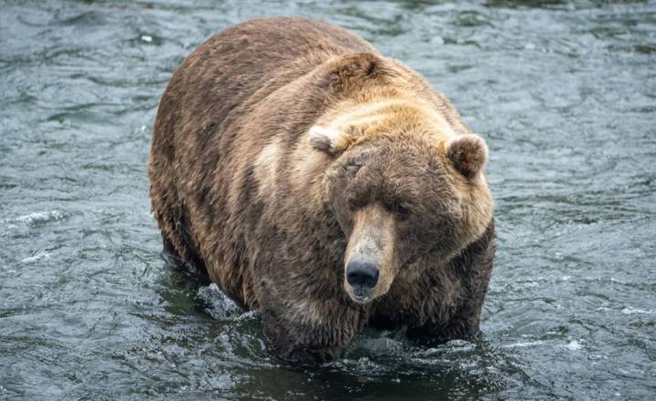 Competição por Alimento: Outros Ursos e Predadores - inspiração 2