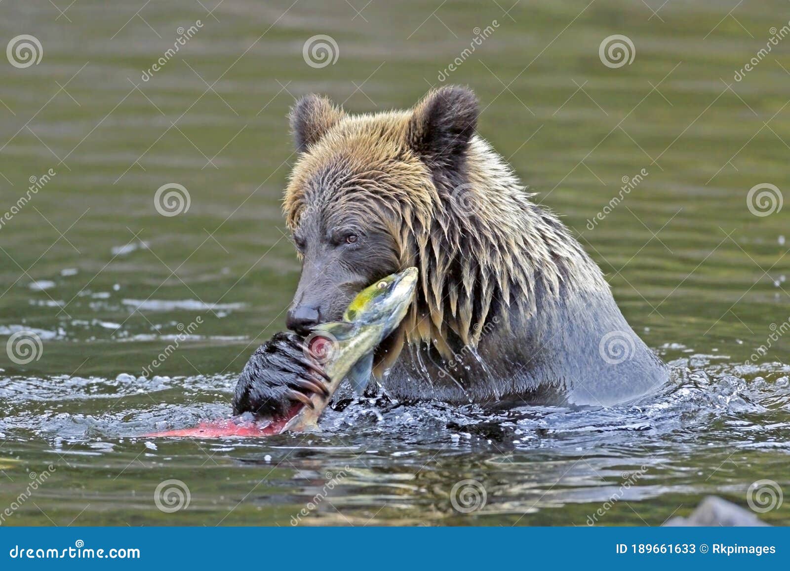 O Papel da Gravidez e Lactação no Consumo - inspiração 1