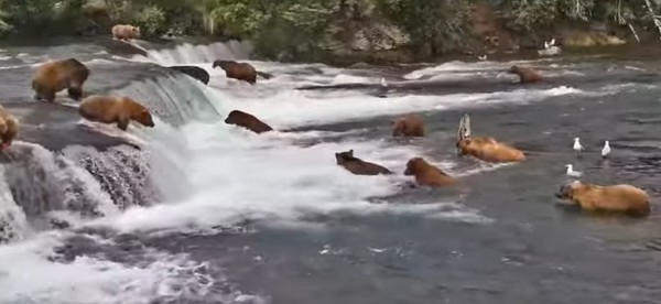 Como os Ursos se Preparam para o Inverno - inspiração 1