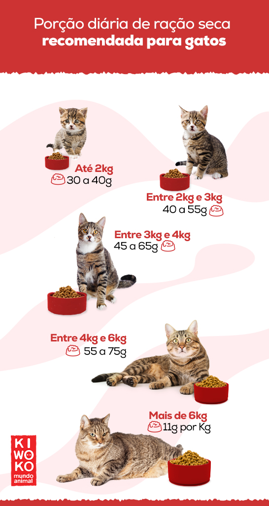 Por Que Saber a Quantidade Certa é Crucial Para a Saúde do Seu Gato - inspiração 1
