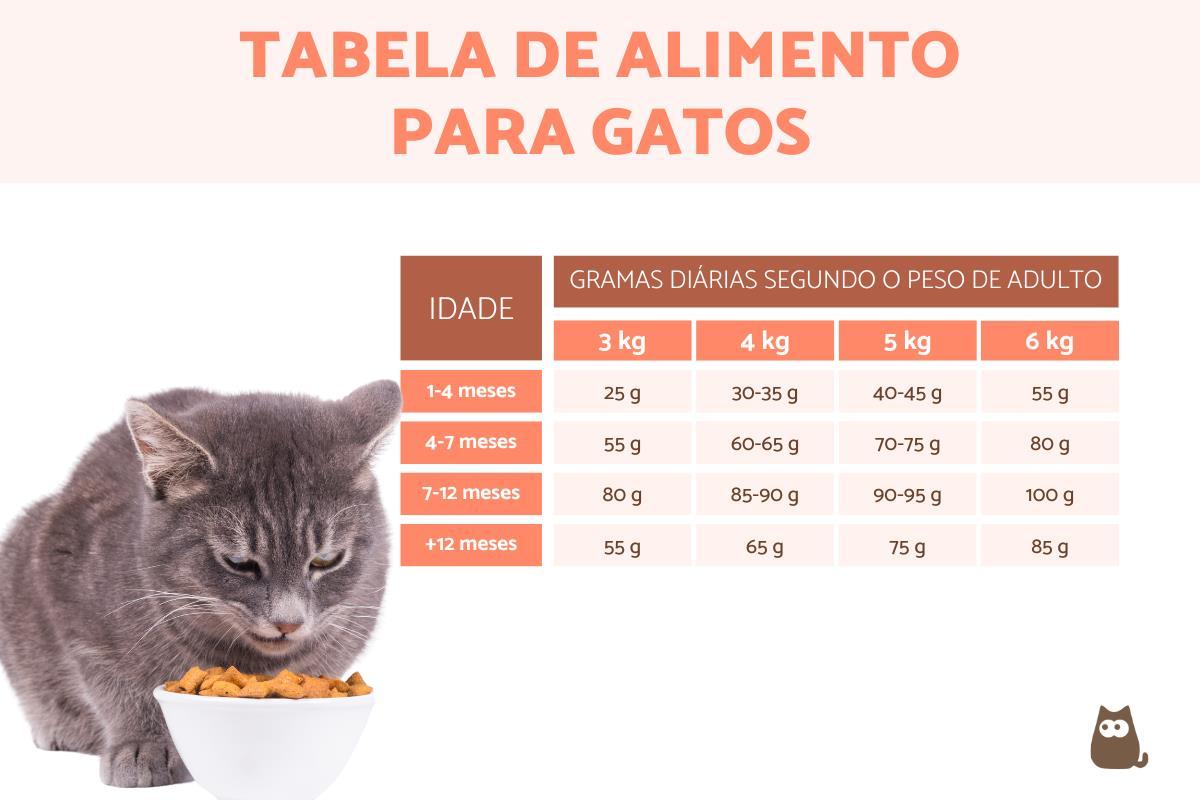 Por Que Saber a Quantidade Certa é Crucial Para a Saúde do Seu Gato - inspiração 2