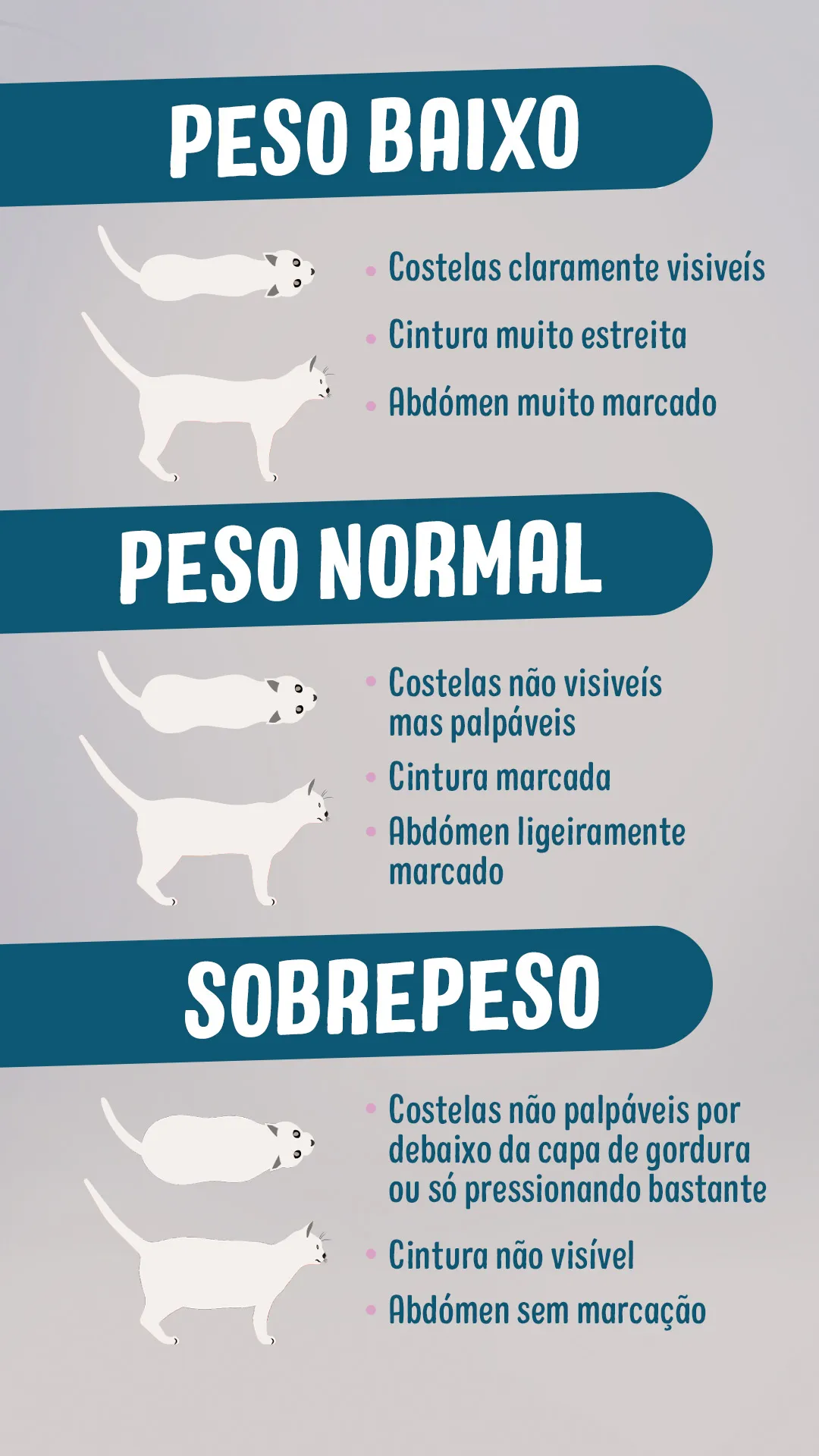 Idade do Gato: Um Fator Chave na Quantidade de Comida - inspiração 1