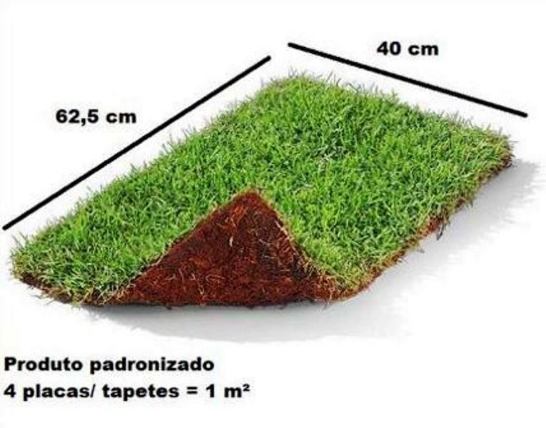Condições do Solo: Um Fator Crucial na Germinação - inspiração 1