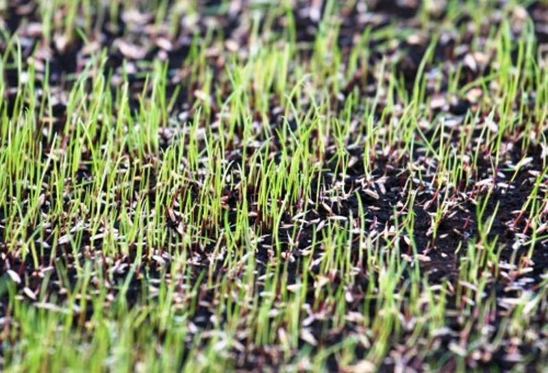 Correção de Falhas: Como Replantar sem Erro - inspiração 2